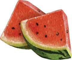 watercolor style watermelon element design for templates. vector