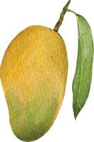 watercolor style mango element design for templates. vector