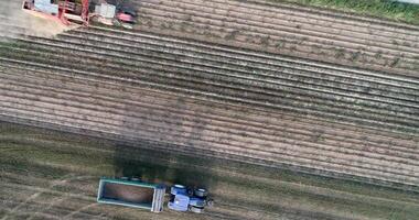drone footage of tractors on an agricultural field harvesting potatoes video