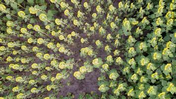 top view from a drone in upward hovering flight of a sunflower field video