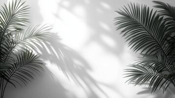 Light gray palm leaves on white background with space for text. photo