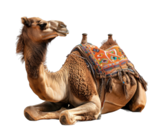 Camel sitting isolated on transparent background cutout png