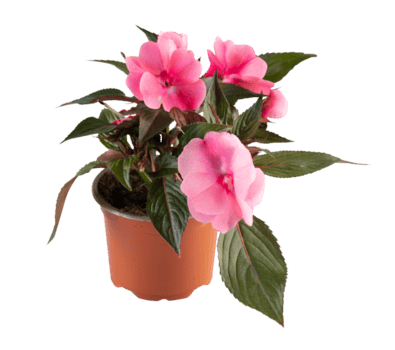 ny guinea impatiens i en pott skära ut isolerat transparent bakgrund png