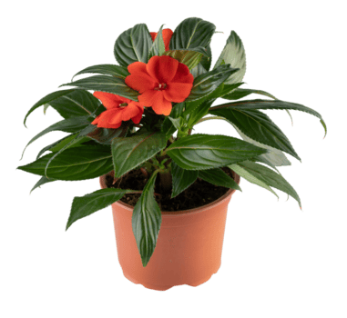 ny guinea impatiens orange i en pott skära ut isolerat transparent bakgrund png