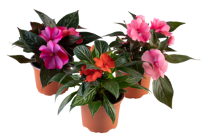 new guinea impatiens in a pot cut out isolated transparent background png