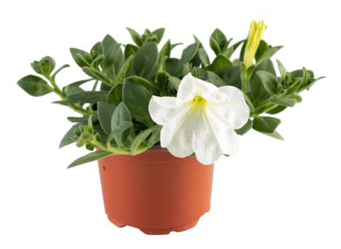 petunia axillaris vit blomning stor blommor i en pott png