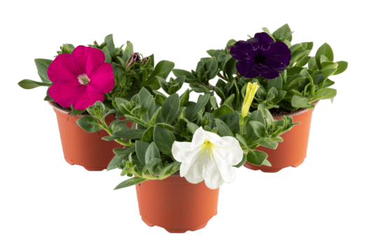 petunia vit rosa violett blomning stor blommor i en pott png