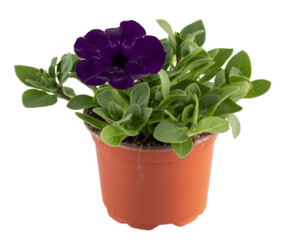 surfinia violett blomning stor blommor i en pott png