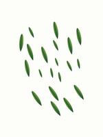 Fresh green leaves on white background vector