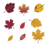 Set of autumn leaves from different trees, Hello autumn card. Flat illustration on white background. vector