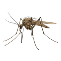 Close up of mosquito isolated on transparent background. png