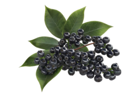 Elder berry isolated on transparent background. png