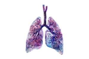 Plastic model of lungs isolated on transparent background. png