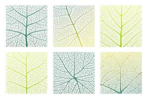 Leaf vein texture abstract background with close up plant leaf cells ornament texture pattern. vector