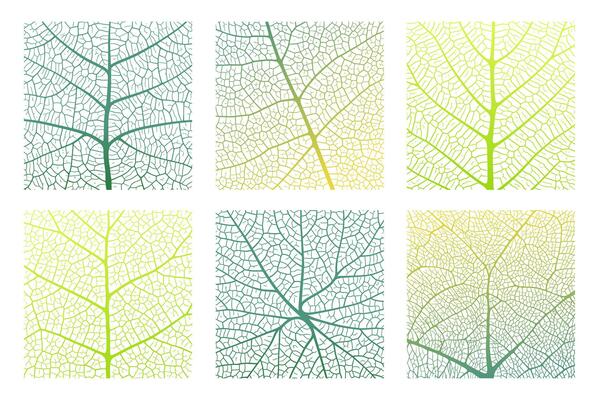 Leaf vein texture abstract background with close up plant leaf cells ornament texture pattern.