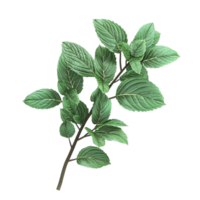 Green Leafy Plant with Stem and Branches, AI-GeneratIive png