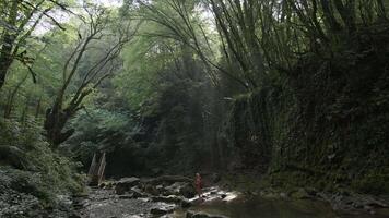 View inside of dense forest and family standing by the mountainous river with stone bottom. Creative. Summer tourism concept. video