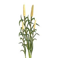 bajara, fields of pearl millet on white background vector