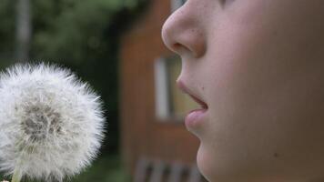 A close-up of a child's face blowing on a dandelion on a summer day. CREATIVE. The boy blows hard on a plucked dandelion in the yard of a country house video