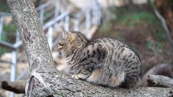 Gray striped cat resting on the tree, basking in the sun, waking up, and yawning. Pet relaxation. video