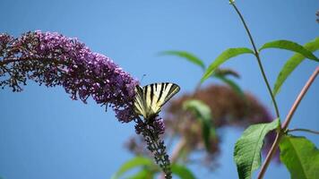 ein verbreitet Gelb Schwalbenschwanz Papilio machaon auf das Blume von ein Schmetterling Busch buddleja davidii . schließen hoch, schleppend Bewegung video