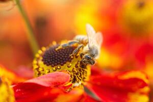 Macro photo of a bee on a red and yellow flower collecting pollen. High quality photo bee close photo sitting on a flower enthusiastic about collecting nectar. Bright summer photo with bees and