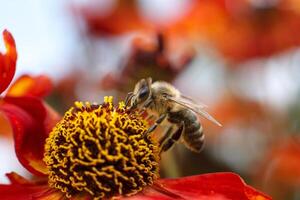 Macro photo of a bee on a red and yellow flower collecting pollen. High quality photo bee close photo sitting on a flower enthusiastic about collecting nectar. Bright summer photo with bees and