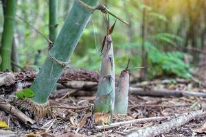 Bamboo Shoot is a bamboo sapling that breaks into shoots from underground bamboo rhizomes, sticks out into the ground and has a protective sheath. It is commonly used for cooking. photo
