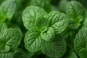 Fresh mint leaves growing in garden close up view photo