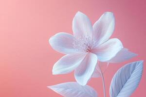 Elegant White Flower on a Soft Pink Background with Delicate Petals and Leaves photo