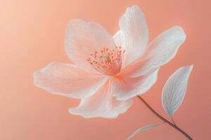 Delicate White Flower on Soft Peach Background with Detailed Petals and Subtle Lighting photo