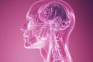 3D Render of Human Head and Brain in Transparent Pink with Detailed Anatomy on Purple Background photo