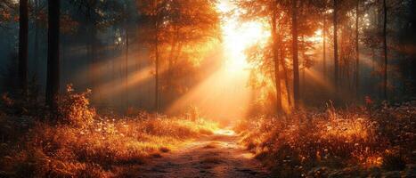 Sunlight Streaming Through Autumn Forest Trees Illuminating a Serene Pathway photo