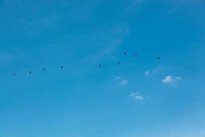 a flock of birds flying in the blue sky photo