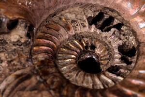 Macro mineral stone Ammonite shell on a black background photo