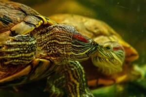 Beautiful turtle swims in the water photo