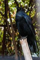 Big Black Raven sitting on a close-up branch photo