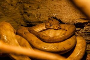 Snake rolled into a ball photo