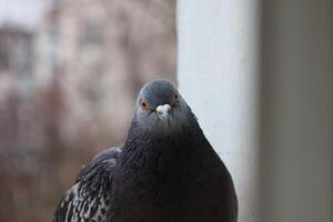 Dove closeup portrait, bird on the window, amazing beautiful portrait, perfect view, funny pigeon face photo