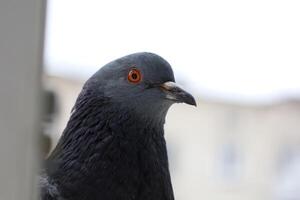 Pigeon closeup portrait, bird on the window, summer day, pigeon beautiful portrait, pigeons eyes in macro, Extreme Close Up photo
