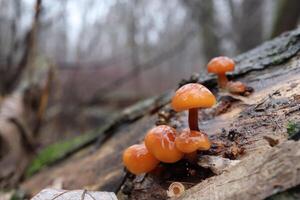 Velvet shank mushrooms in the winter forest red enoki,, flammulina velutipes, red, red mushrooms photo