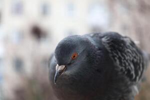 Pigeon closeup portrait, bird on the window, funny cute animal photo