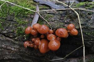 Velvet shank mushrooms in the winter forest red enoki,, flammulina velutipes, red, red mushrooms photo