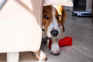 Beagle puppy peeking from behind a couch with red chew toy on the floor. photo