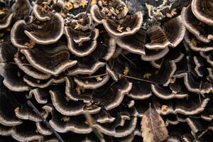 Close up of layered brown fungi on tree trunk in nature. photo