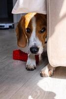 Beagle puppy peeking from behind a couch with red chew toy on the floor. photo