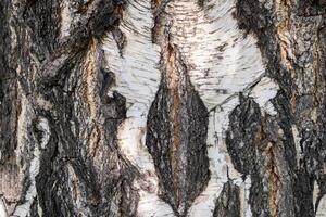 Close up of tree bark showing intricate textures and contrasting colors. photo