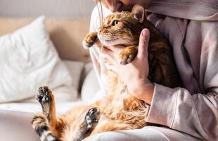 Person cuddling a cat on bed in cozy home setting. Pet loving and bonding at home. photo
