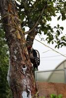 woodpecker, sits on an apple tree and pecks something on the trunk photo