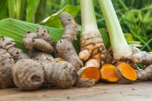 Turmeric or Curcuma longa Linn or rhizome root, a tuber plant that has a distinctive color and aroma photo